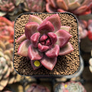 Pachyphytum 'Tivoli' 1" Succulent Plant Cutting