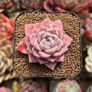 Echeveria 'Pink Spot' 2" Succulent Plant Cutting