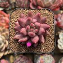 Pachyphytum 'Angels Finger' 2" Succulent Plant