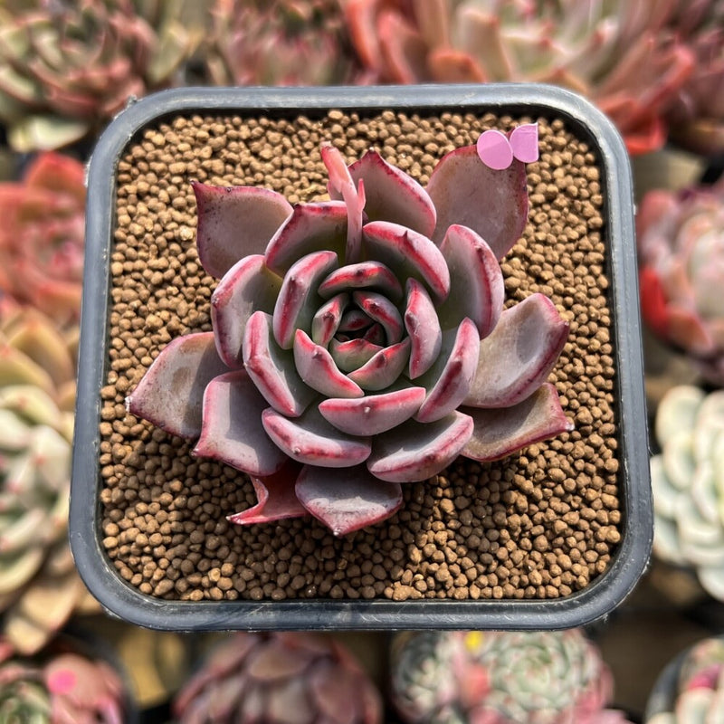 Echeveria 'Bouquet' 2" Succulent Plant Cutting