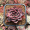 Echeveria 'Bouquet' 2" Succulent Plant Cutting