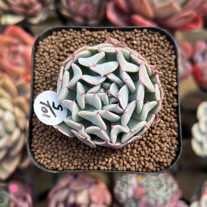 Echeveria 'Fly to the Sky' 2" Succulent Plant Cutting