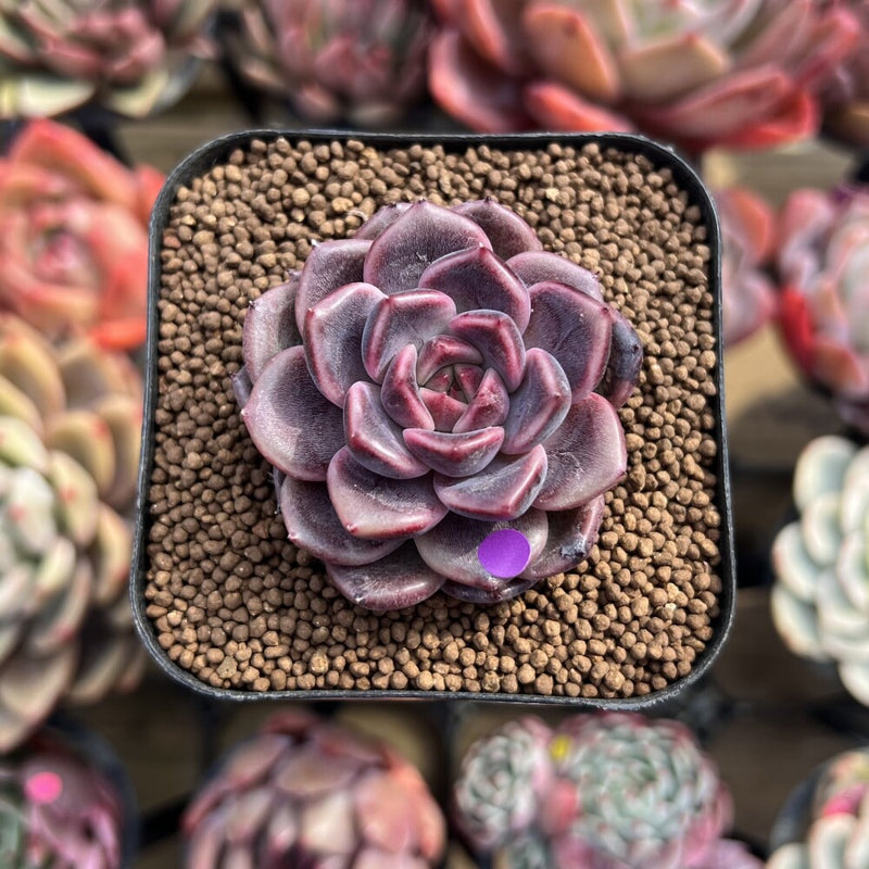 Echeveria 'Cindy' Seed-grown 2" Succulent Plant Cutting