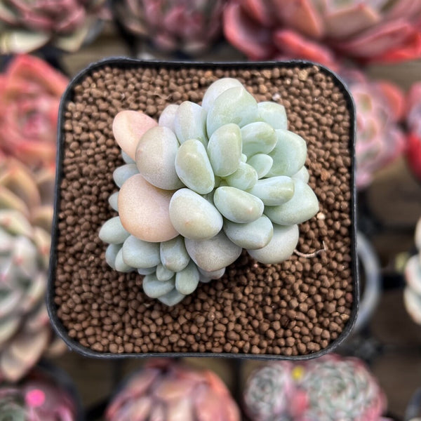 Pachyveria 'Pink Cherry' 2" Succulent Plant Cutting