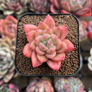 Pachyphytum sp. 2" Succulent Plant Cutting