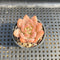 Echeveria sp. 1"-2" Succulent Plant