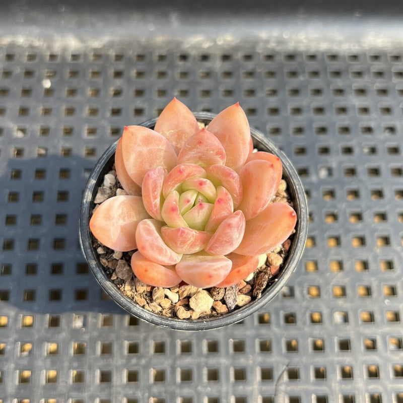 Echeveria sp. 1"-2" Succulent Plant