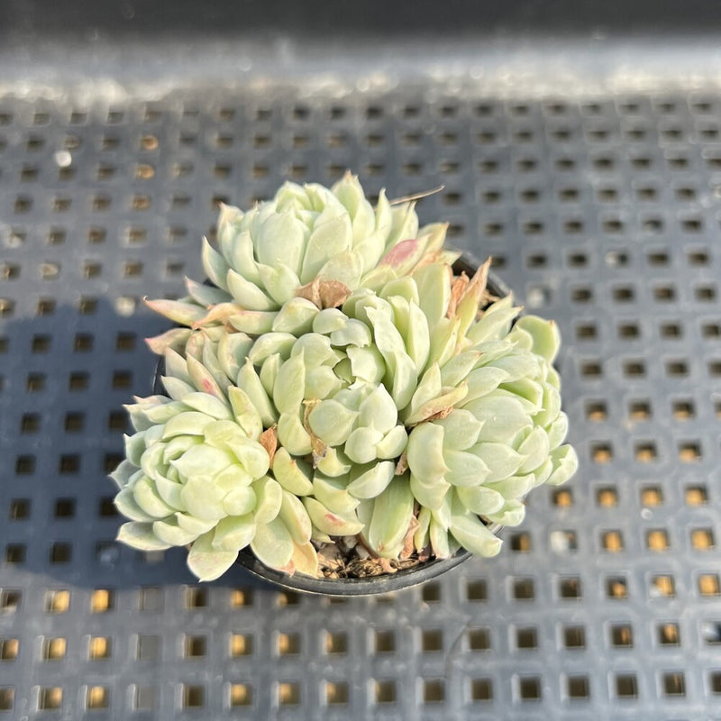 Echeveria 'Angel In Us' 2"-3" Succulent Plant