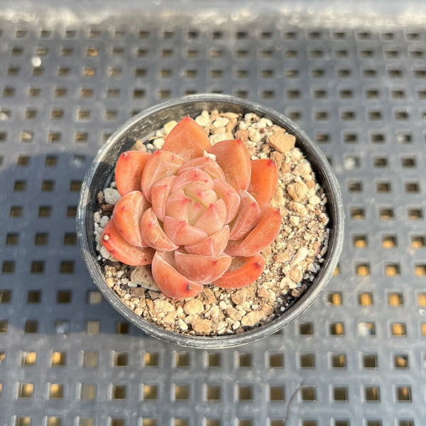 Echeveria sp. 1"-2" Succulent Plant