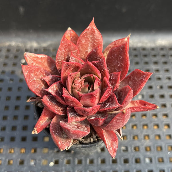 Echeveria sp. 2"-3" Succulent Plant