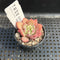 Echeveria 'Apple Pie' 1" Succulent Plant