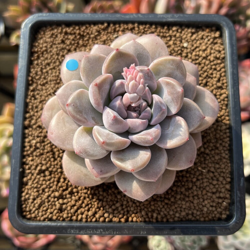 Graptoveria 'Highstone' 3" Succulent Plant Cutting