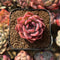 Echeveria 'Ardor' 1"-2" Succulent Plant Cutting