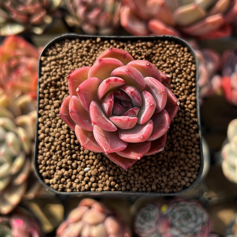 Echeveria 'Ardor' 1"-2" Succulent Plant Cutting