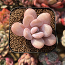 Graptopetalum 'Peach Honey' 2" New Hybrid Succulent Plant Cutting