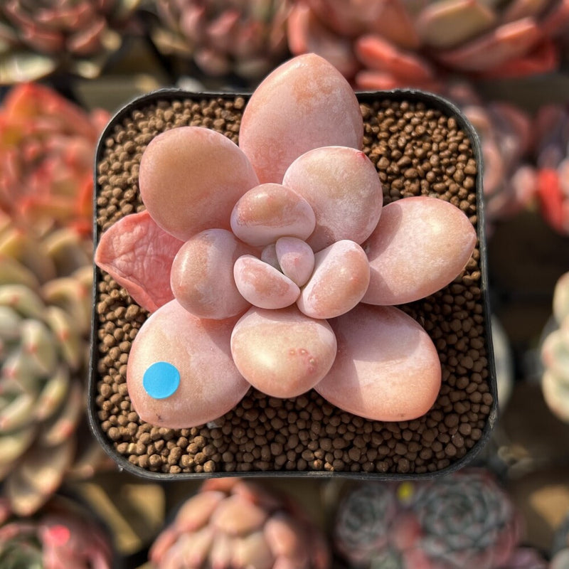 Graptopetalum 'Peach Honey' 2" New Hybrid Succulent Plant Cutting