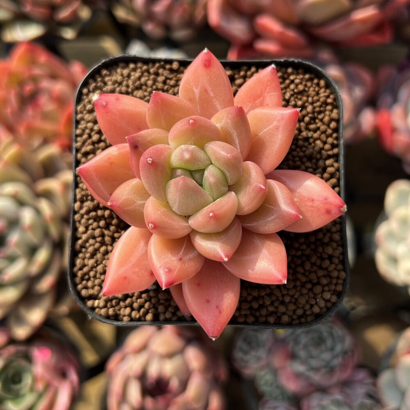 Pachyphytum sp. 2" Succulent Plant Cutting