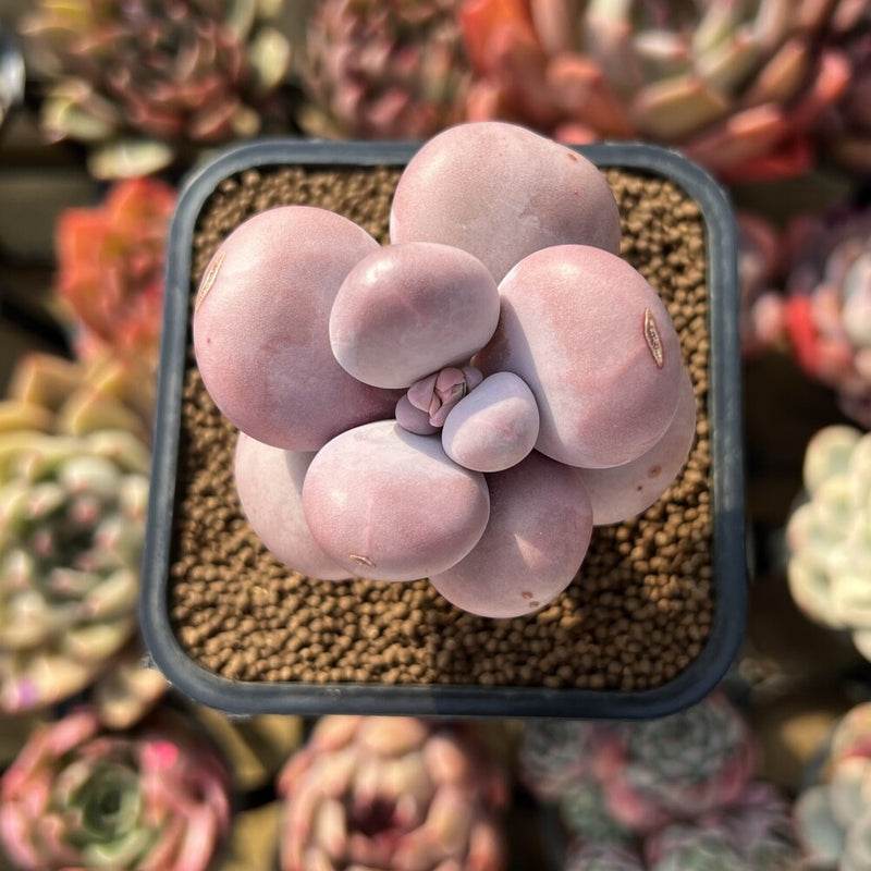 Graptopetalum 'Kupumiin' 2" Succulent Plant Cutting