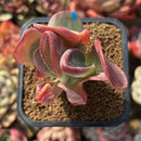 Kalanchoe 'Hobbit' 2" Succulent Plant Cutting