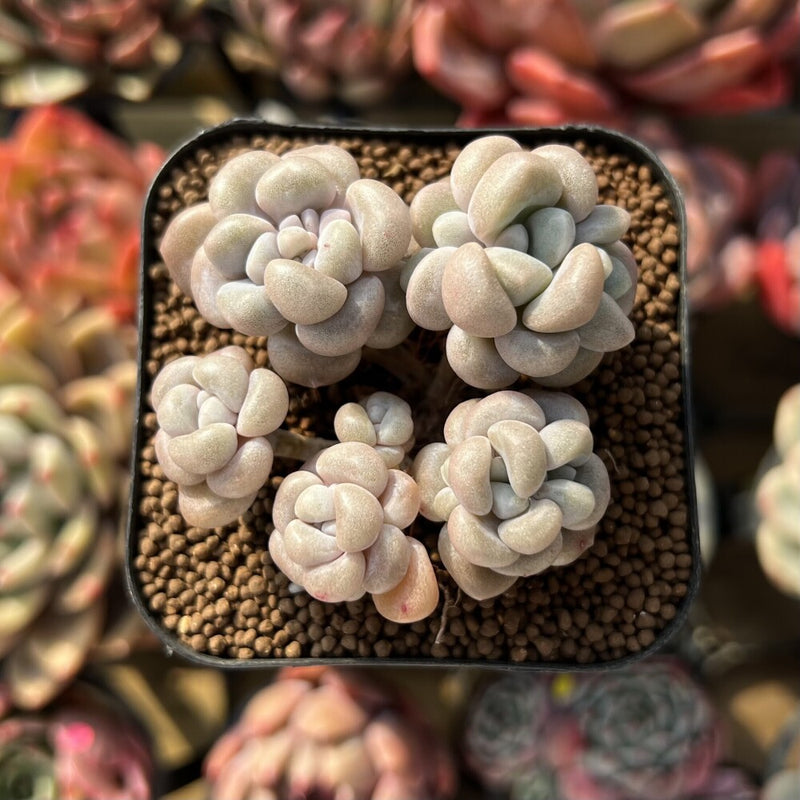 Graptoveria 'Bubble Bomb' 2" Succulent Plant