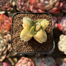 Crassula 'Springtime' Variegated 1" Succulent Plant