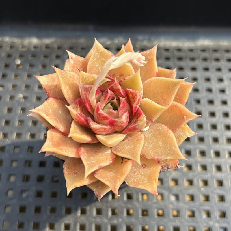 Echeveria sp. 2" Succulent Plant