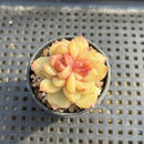 Echeveria sp. 1"-2" Succulent Plant