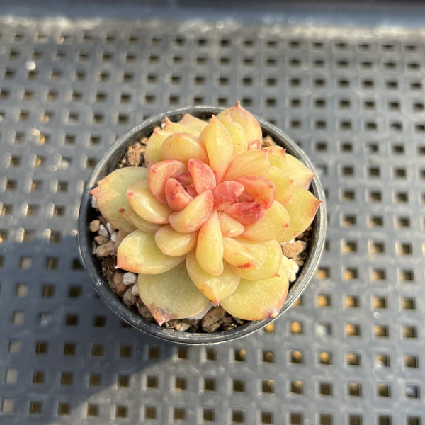 Echeveria sp. 1"-2" Succulent Plant