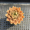 Echeveria sp. 2" Succulent Plant