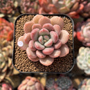 Graptoveria 'Tores' 2" Succulent Plant Cutting