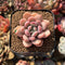 Graptoveria 'Tores' 2" Succulent Plant Cutting