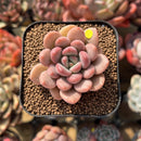 Graptoveria 'Tores' 2" Succulent Plant Cutting