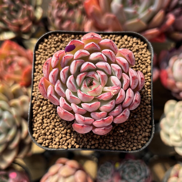 Echeveria Zaragoza Hybrid 2" Succulent Plant Cutting