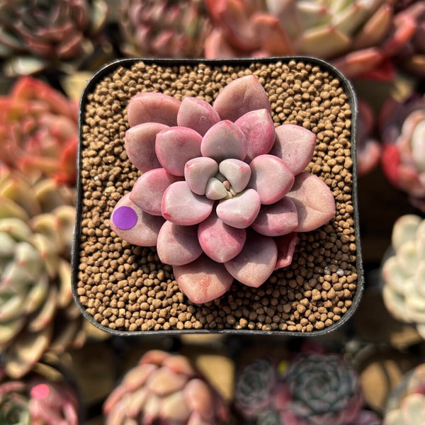 Graptopetalum 'Polari Heart' 1"-2" Succulent Plant Cutting