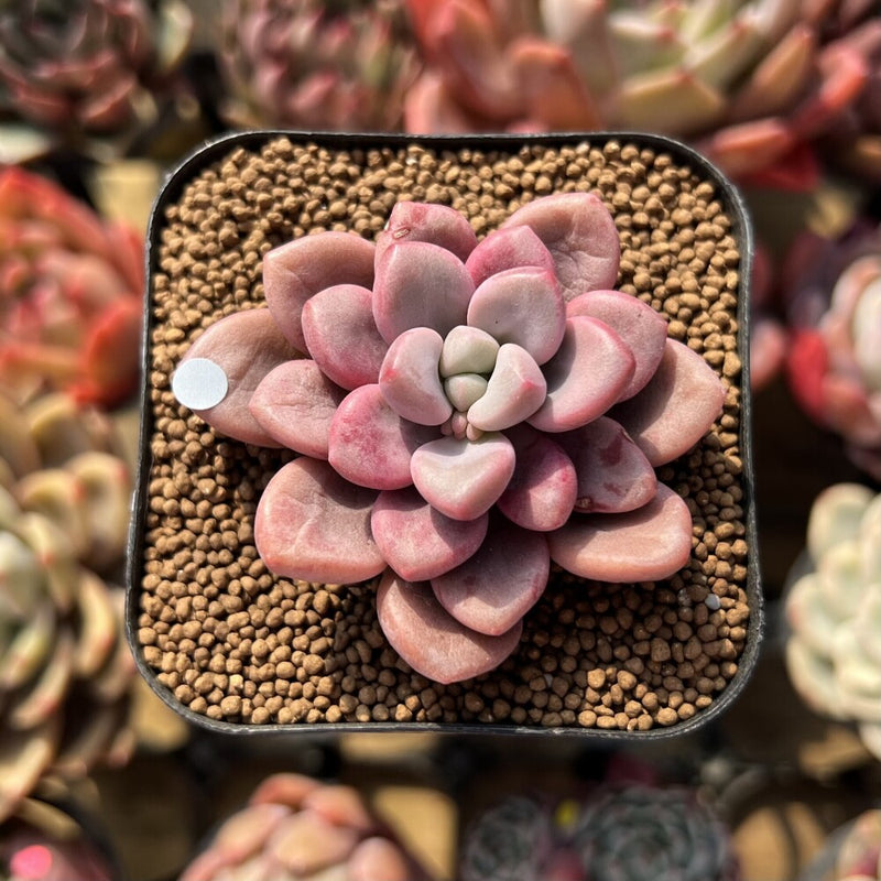 Graptopetalum 'Polari Heart' 1"-2" Succulent Plant Cutting