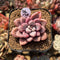 Graptopetalum 'Polari Heart' 1"-2" Succulent Plant Cutting