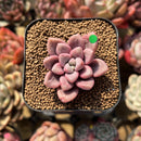 Graptopetalum 'Polari Heart' 1"-2" Succulent Plant Cutting