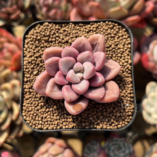 Graptopetalum 'Polari Heart' 1"-2" Succulent Plant Cutting