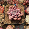 Graptopetalum 'Polari Heart' 1"-2" Succulent Plant Cutting