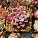 Graptopetalum 'Polari Heart' 1"-2" Succulent Plant Cutting