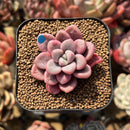 Graptopetalum 'Polari Heart' 1"-2" Succulent Plant Cutting