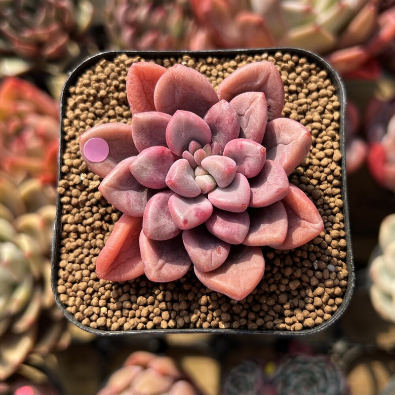 Graptopetalum 'Polari Heart' 1"-2" Succulent Plant Cutting