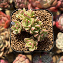 Echeveria 'Apple Flower' Cluster 2" Succulent Plant Cutting