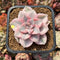 Graptopetalum 'Purple Delight' Variegated 2" Succulent Plant