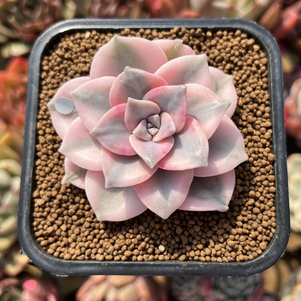 Graptopetalum 'Purple Delight' Variegated 2" Succulent Plant