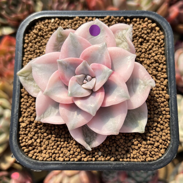 Graptopetalum 'Purple Delight' Variegated 2" Succulent Plant