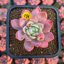 Echeveria 'Kurlysu' 2" Succulent Plant Cutting