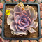 Echeveria 'Perle von Nurnberg' Variegated 2" Succulent Plant Cutting