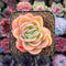 Echeveria 'Raja' 2" Succulent Plant Cutting