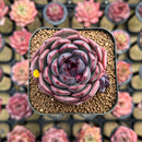 Echeveria 'Black Eyes' 1"-2" Succulent Plant Cutting